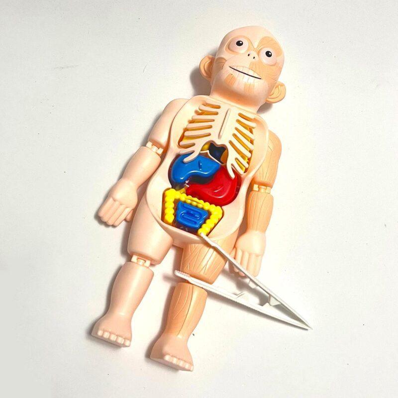 Modelo 3D Cuerpo Humano | Juegos Educativos